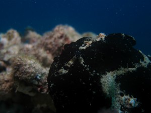 沖縄　ダイビング　オオモンカエルアンコウ