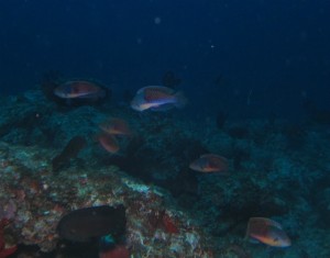 沖縄　ダイビング