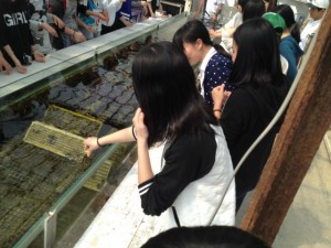 沖縄　サンゴ学習