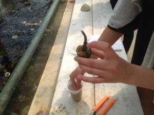 沖縄　サンゴ学習