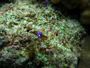 沖縄　ダイビング　砂辺　No.1　カリフォルニアサイド