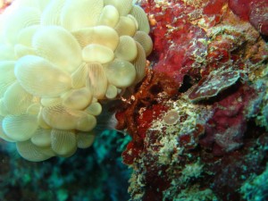 沖縄　ダイビング　砂辺　No.1　カリフォルニアサイド