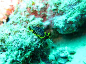 沖縄　ダイビング　砂辺　No.1　カリフォルニアサイド