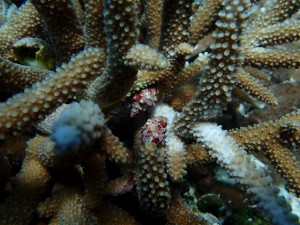 沖縄　ダイビング　慶良間　保全活動