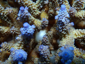 沖縄　ダイビング　慶良間　保全活動