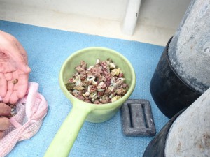 沖縄　ダイビング　慶良間　保全活動