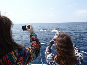 沖縄　ダイビング　慶良間　ウミウシ　クジラ　ホエール