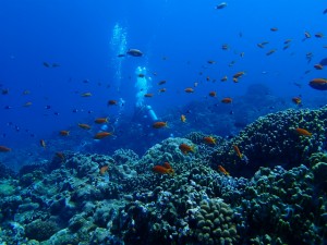 沖縄　ダイビング　アドヴァンス　FUN