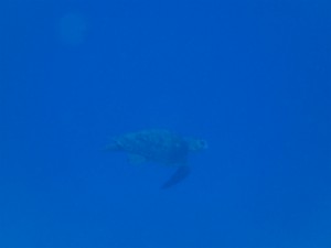 沖縄　ダイビング　慶良間　体験