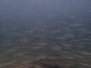 沖縄　ダイビング　レッドビーチ