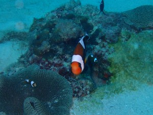 沖縄　ダイビング　漢那