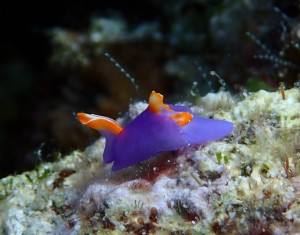 沖縄　ダイビング　ムラサキウミコチョウ