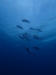 沖縄　ダイビング　ＯＷＤ　オープンウォーター　ライセンス