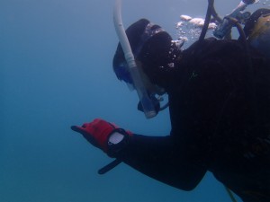 沖縄　ダイビング　ライセンス　ＯＷＤ　オープンウォーター