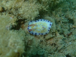 沖縄　ダイビング　ライセンス　ＯＷＤ　オープンウォーター