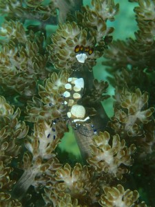 沖縄　ダイビング　ライセンス　ＯＷＤ　オープンウォーター