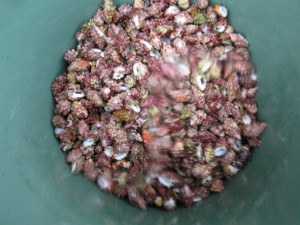 沖縄　ダイビング