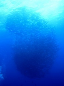 沖縄　ダイビング