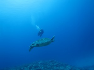 沖縄　ダイビング