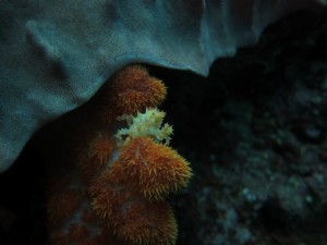 沖縄　ダイビング　アルファダイブ　ブルートライ　砂辺