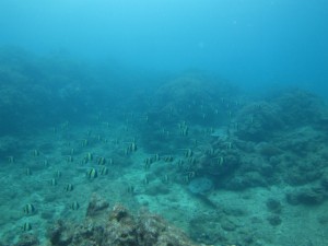 沖縄　ダイビング　アルファダイブ　ブルートライ　砂辺