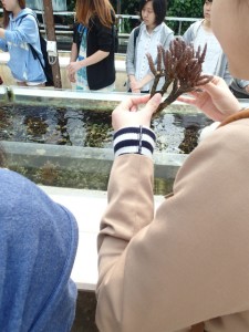 沖縄　ダイビング　ネイチャーワークス　サンゴ