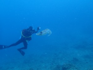 沖縄　ダイビング　アルファダイブ　ブルートライ　砂辺