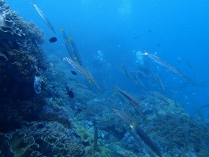 沖縄　ダイビング　アルファダイブ　ブルートライ　砂辺