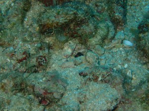 沖縄　ダイビング　アルファダイブ　ブルートライ　砂辺