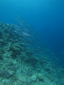 沖縄　ダイビング　粟国島