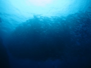 粟国　FUNダイビング　ギンガメアジ