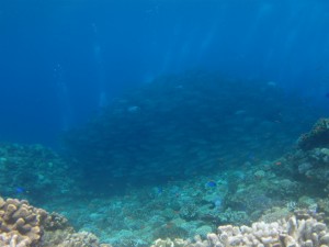 沖縄　ダイビング　粟国　ｷﾞﾝｶﾞﾒｱｼﾞ