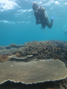 沖縄　ダイビング　サンゴ礁