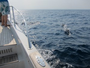 渡名喜　ダイビング　イルカ