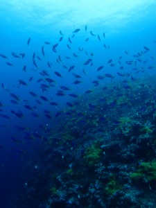 沖縄　ダイビング　渡名喜