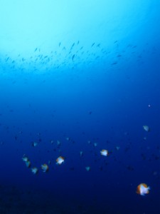 沖縄　ダイビング　ナカルマ