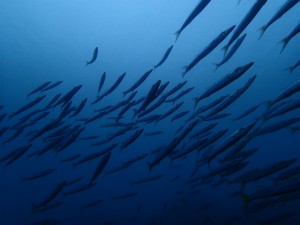 沖縄　ダイビング　砂辺No.1