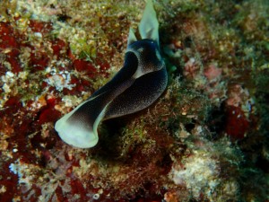 沖縄　ダイビング　砂辺No.1