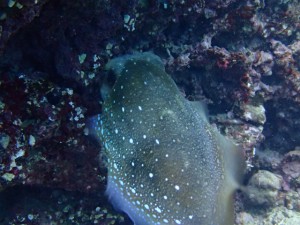 沖縄　ダイビング　砂辺No.1