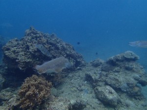 沖縄　ダイビング　砂辺No.1