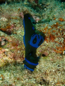 沖縄　ダイビング　砂辺No.1