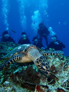 沖縄　ダイビング　ウミガメ