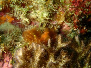 沖縄　ダイビング　砂辺　ジャパニーズピグミーシーホース