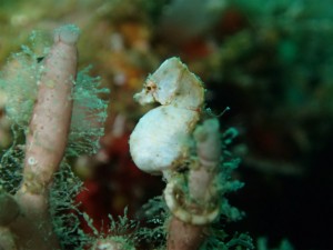 沖縄　ダイビング　砂辺　ジャパニーズピグミーシーホース