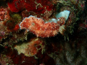 沖縄　ダイビング　砂辺　ジャパニーズピグミーシーホース