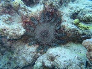 沖縄　ダイビング　慶良間　保全活動