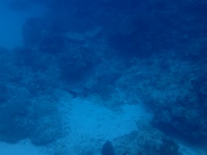 沖縄　ダイビング　ライセンス　オープンウォーター