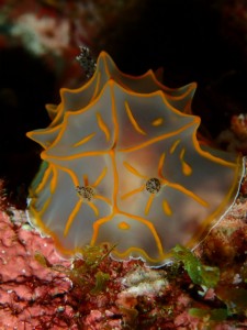 沖縄　ダイビング　ライセンス　オープンウォーター