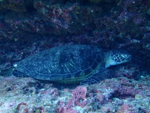 沖縄　ダイビング　ライセンス　オープンウォーター