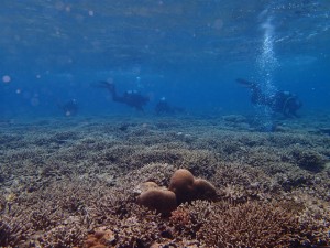 沖縄　ダイビング　慶良間　保全活動